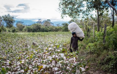 Video | Cultivos de algodón: patrimonio cultural de Ambalema, Tolima